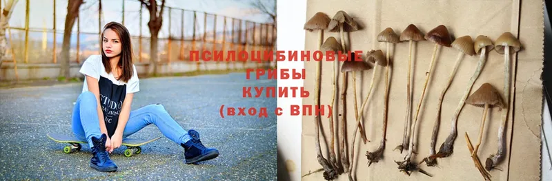 Галлюциногенные грибы Psilocybe  купить  цена  Новочебоксарск 